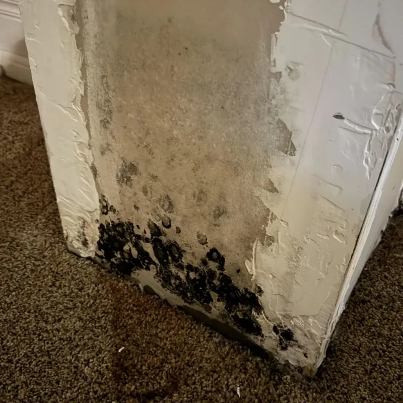 Professional Mold Removal in Lewiston, ME